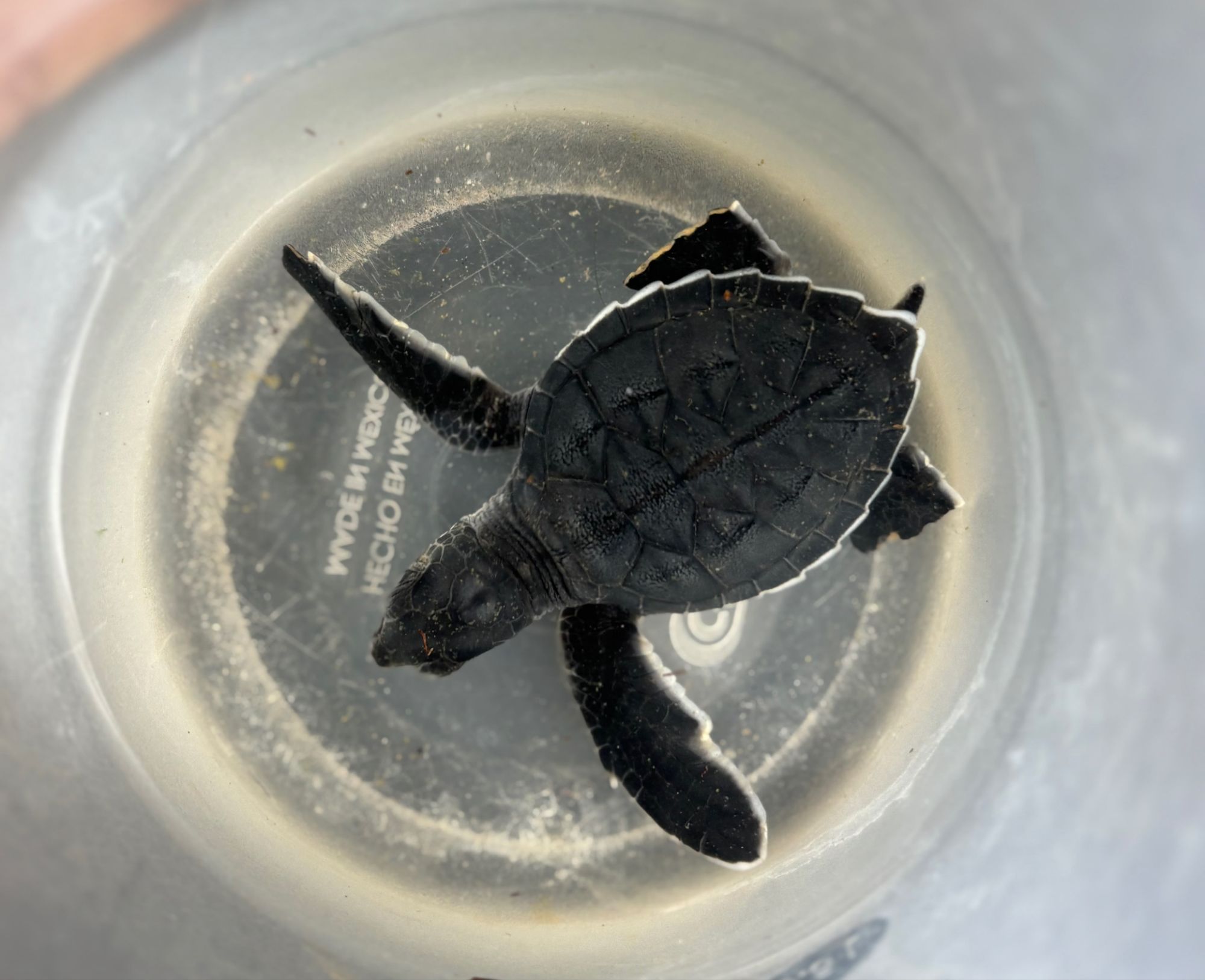 Coatzacoalcos canaliza cría de tortuga marina para recibir atención especializada